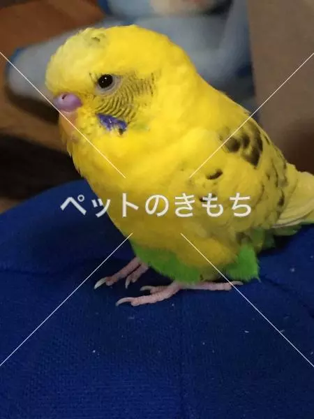 迷子鳥の画像