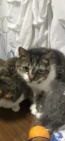 迷子猫の画像