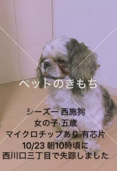 迷子犬の画像