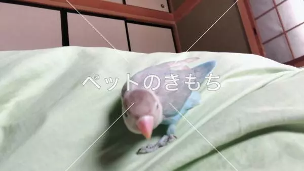 迷子鳥の画像
