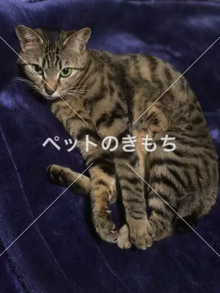 迷子猫の画像