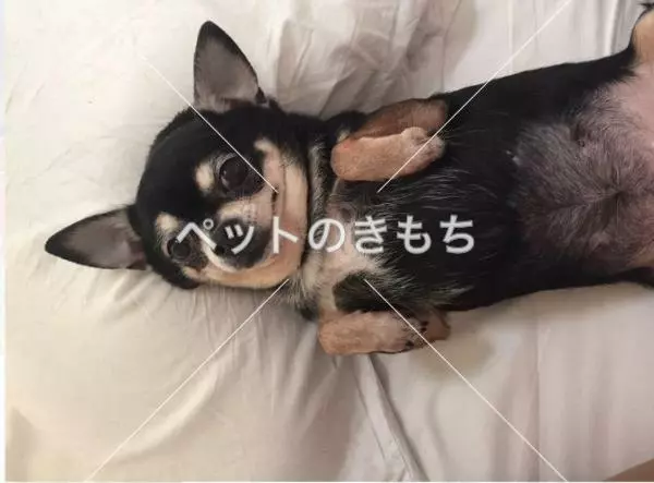 迷子犬の画像