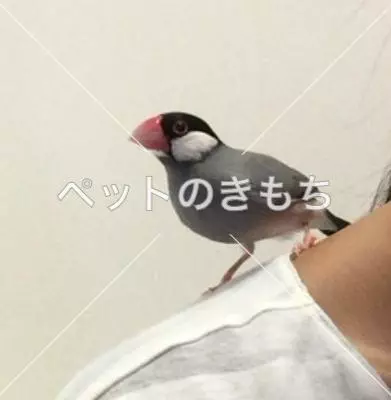迷子鳥の画像