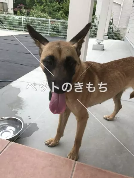 コメント投稿の画像