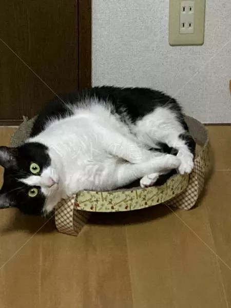 迷子猫の画像