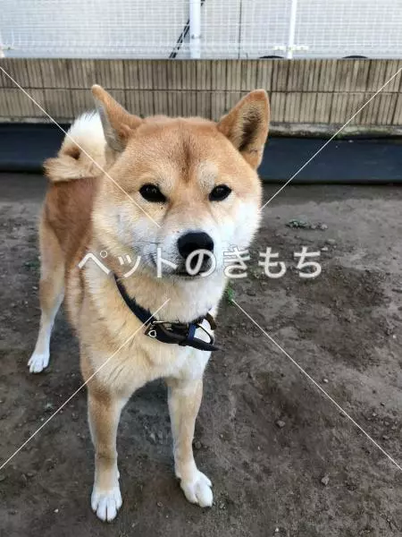 迷子犬の画像