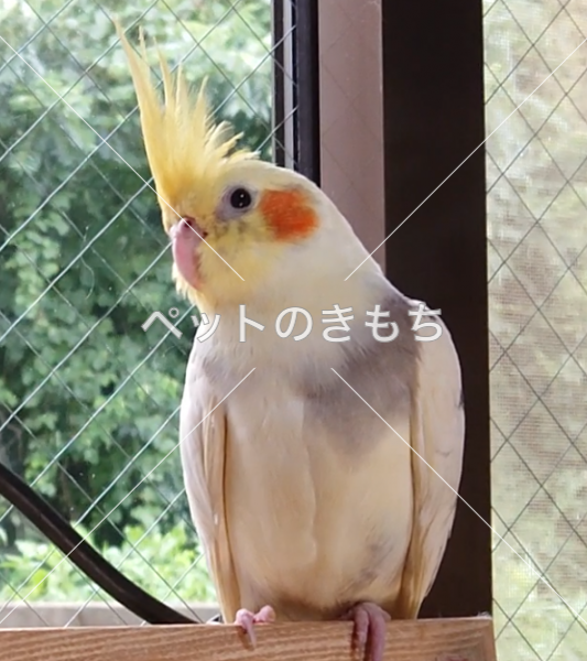 迷子鳥の画像