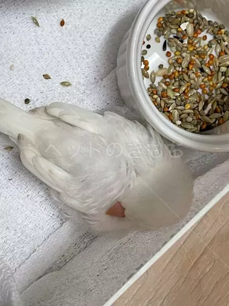 コメントの画像