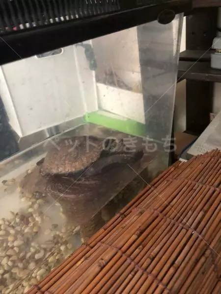 迷子ペットの画像