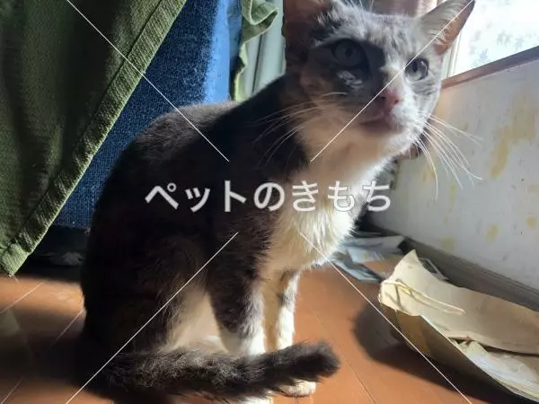 保護猫の画像