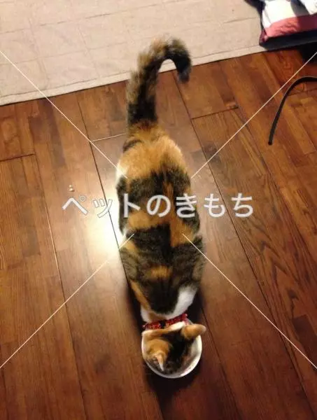 迷子猫の画像