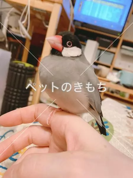 迷子鳥の画像