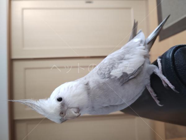 迷子鳥の画像