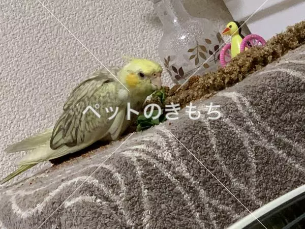 迷子鳥の画像