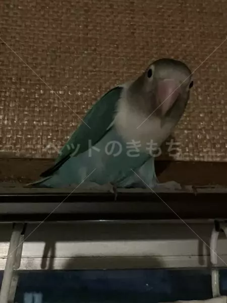 保護鳥の画像