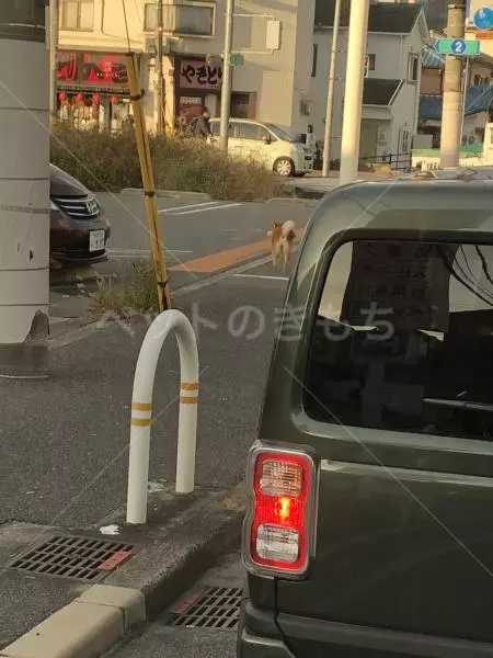 迷子犬の画像