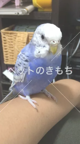 迷子鳥の画像