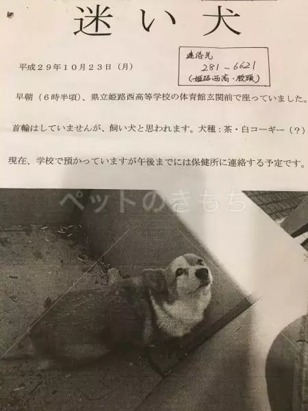 コメント投稿の画像