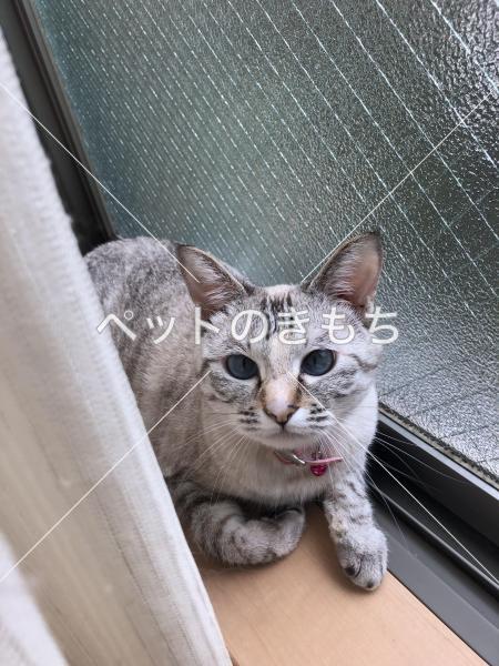 迷い猫の写真