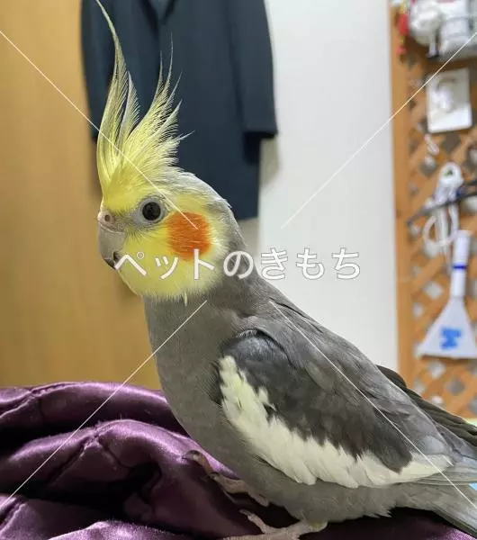 迷子鳥の画像