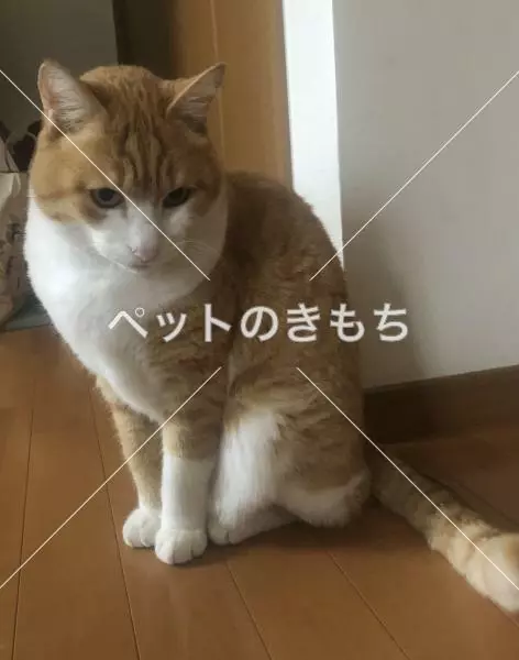 迷子猫の画像