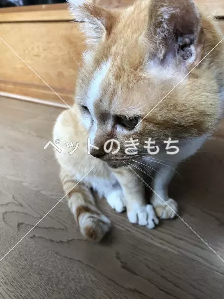 迷子猫の画像
