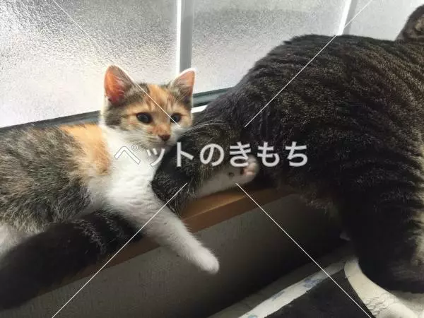 迷子猫の画像