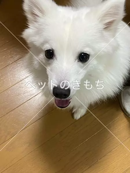迷子犬の画像