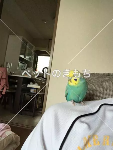 迷子鳥の画像