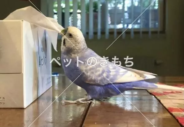 迷子鳥の画像