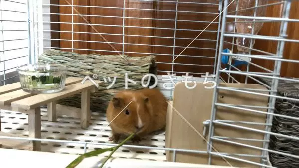 迷子ペットの画像