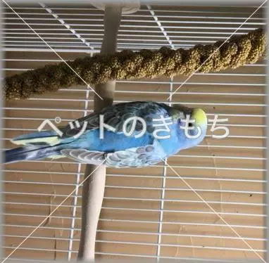 コメント投稿の画像