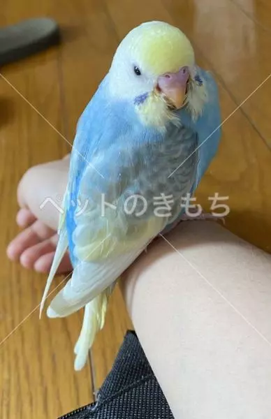 迷子鳥の画像