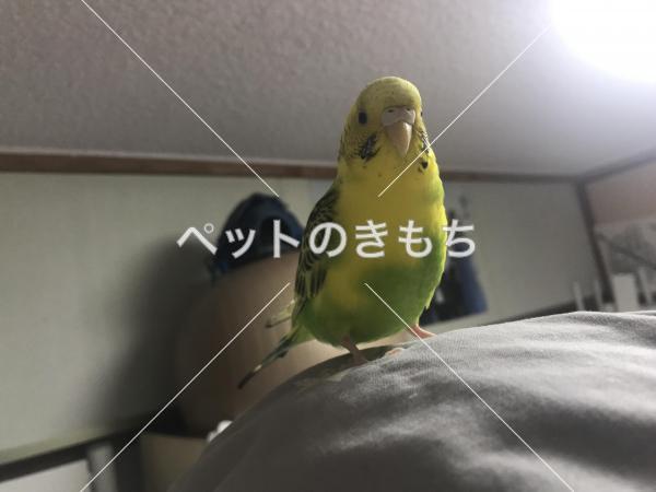 迷子鳥の画像