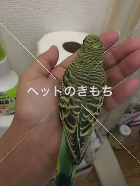迷子鳥の画像