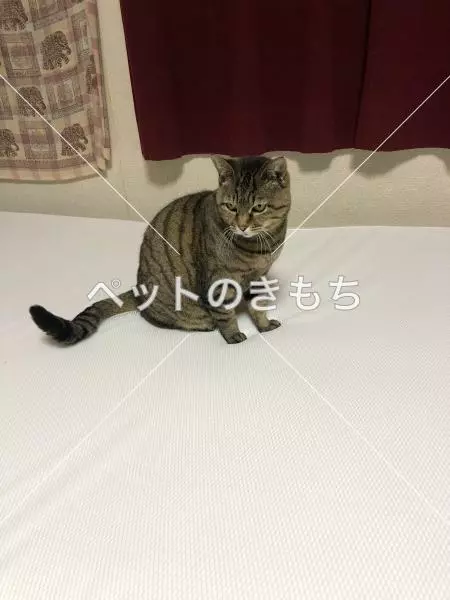迷子猫の画像