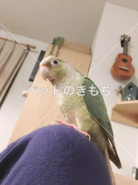 迷子鳥の画像
