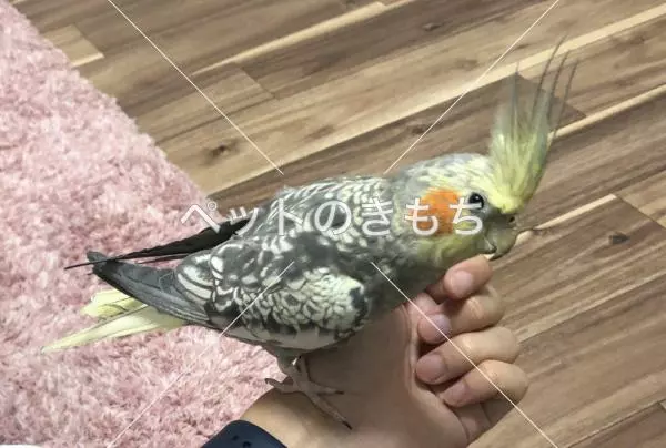 迷子鳥の画像