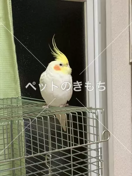 コメント投稿の画像