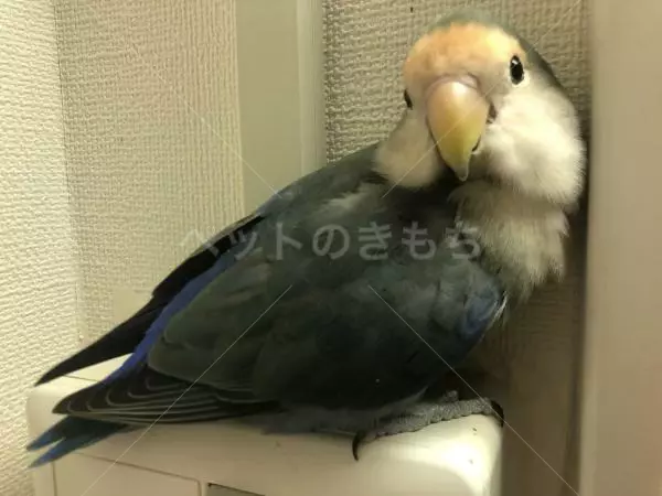 迷子鳥の画像