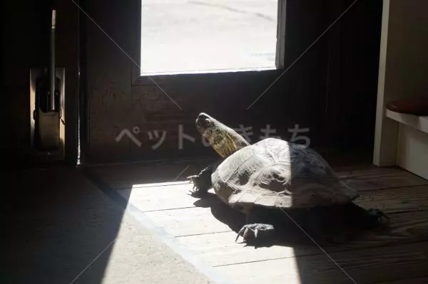 迷子ペットの画像