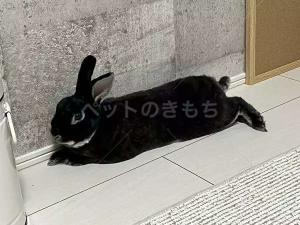 保護ペットの画像