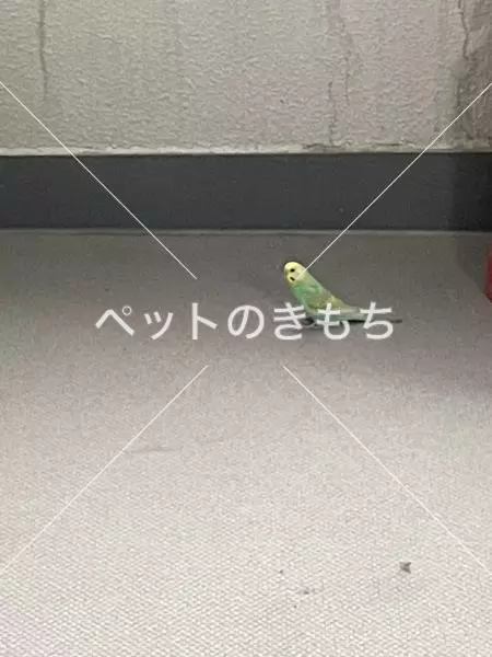 保護鳥の画像