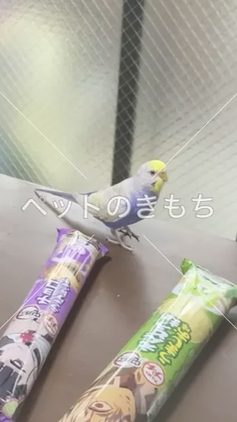 迷子鳥の画像