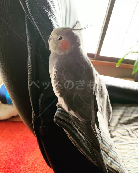 迷子鳥の画像