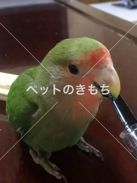 迷子鳥の画像