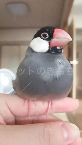 迷子鳥の画像
