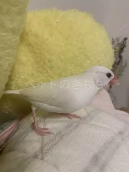 迷子鳥の画像