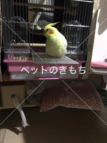 迷子鳥の画像