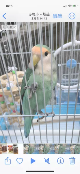 保護鳥の画像